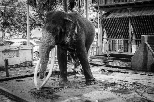 Zasmi Arel_DSCN3628-0