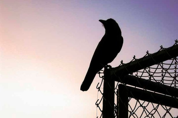 Zasmi Arel_DSCN3750-0